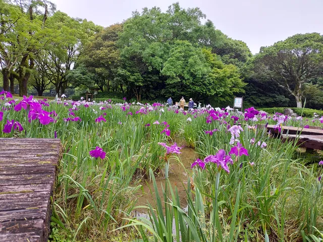 Iris Flower Garden