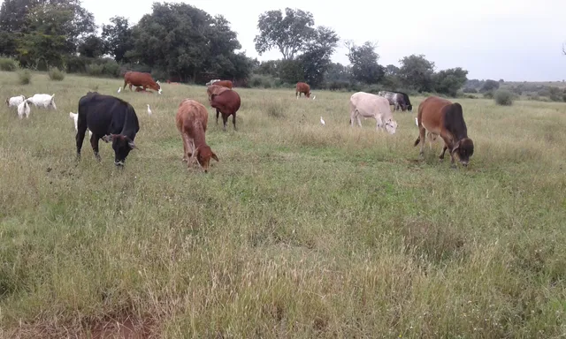 Merafong City Local Municipality