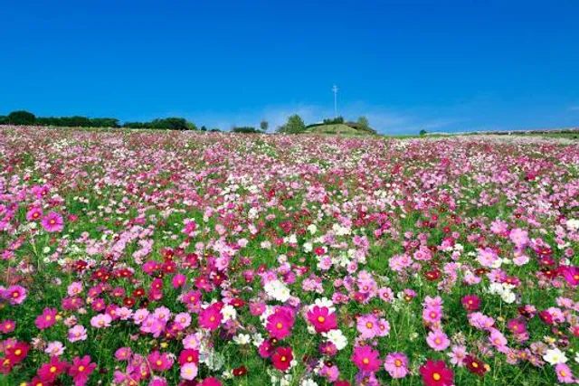 photo-2