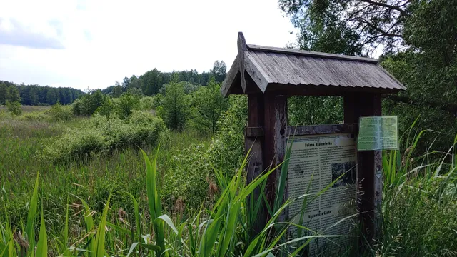 The Białowieża Clearing