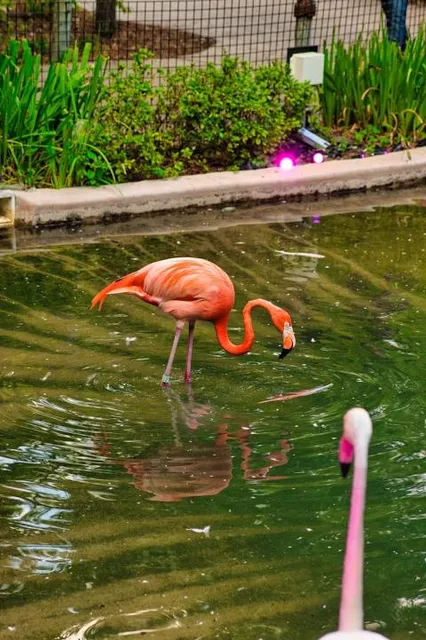 Nashville Zoo at Grassmere