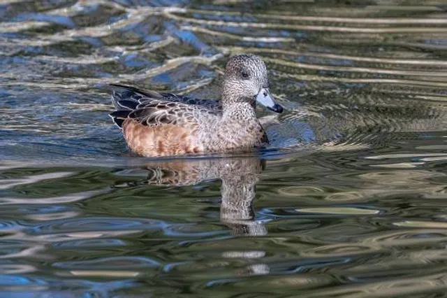 Riihimaki sub-region