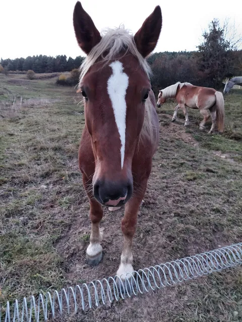 Jazda na koni Nesluša