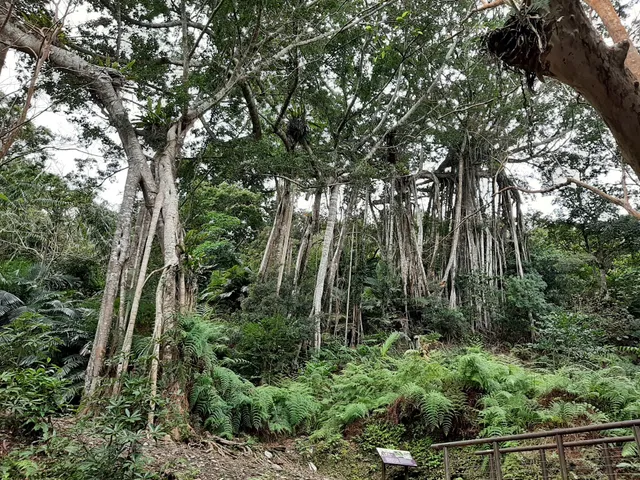 知本國家森林遊樂區千根榕