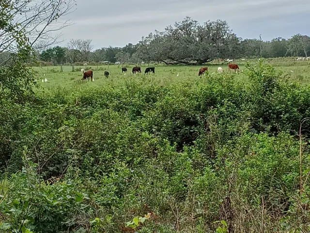 Van Fleet State Trail