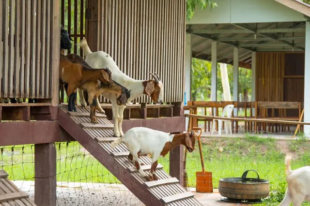 Parc Animalier de la Grande Jeanne