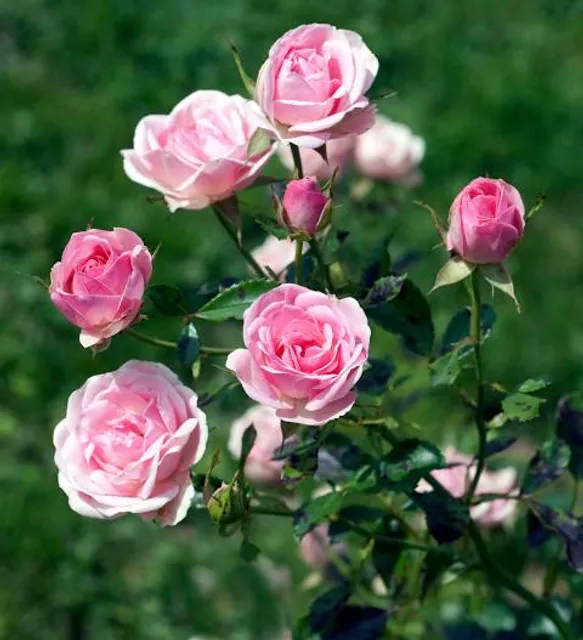 Europe's Rose Garden