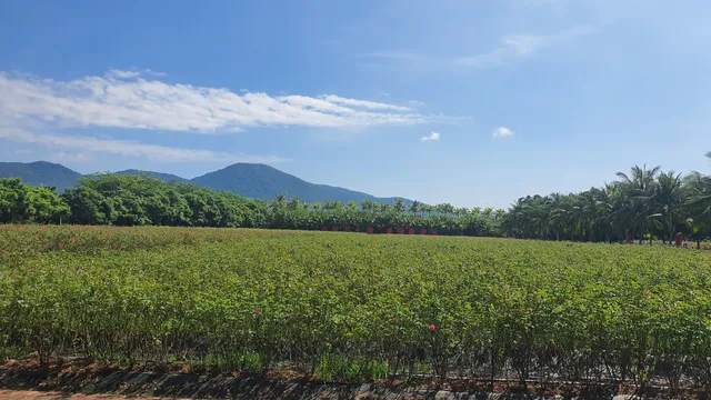 Yalong Bay Int'l. Rose Valley