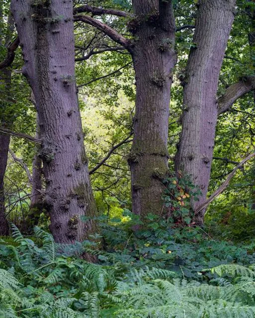 North Cliffe Wood Nature Reserve