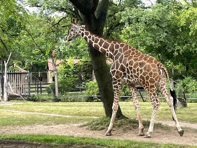 Habitat Africa! The Savannah
