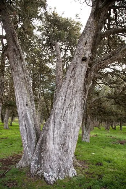 Reserva natural del Sabinar de Calatañazor