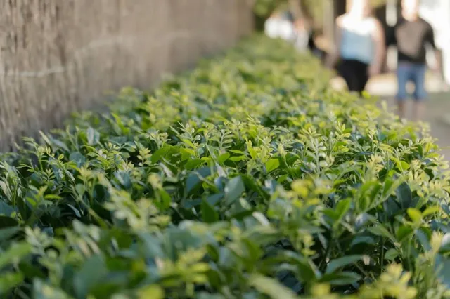 Rushcutters Bay Park