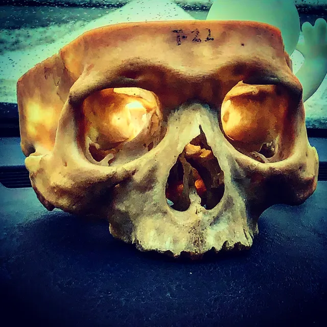 Abby Normal’s Museum of the Strange