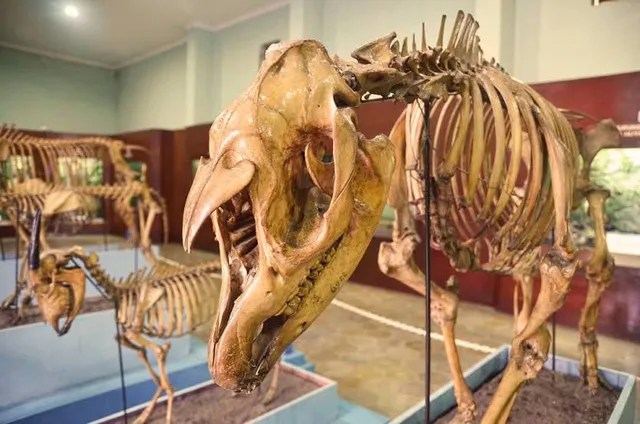 Museum of Zoology (Museum Zoologicum Bogoriense)