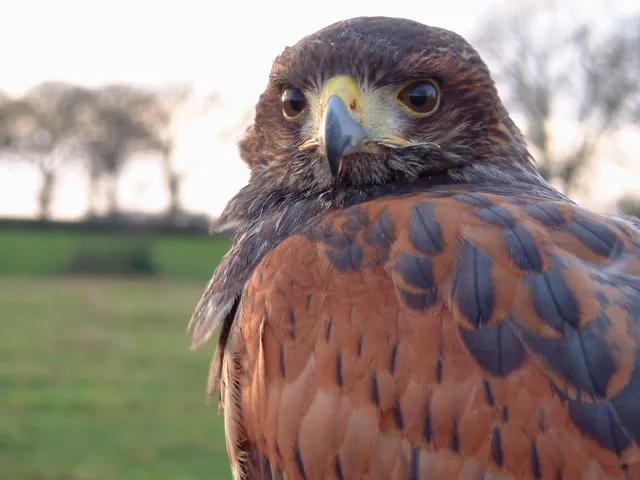 Cumberland Bird of Prey Centre