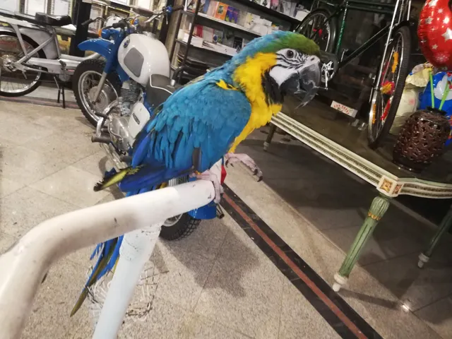 باغ پرندگان