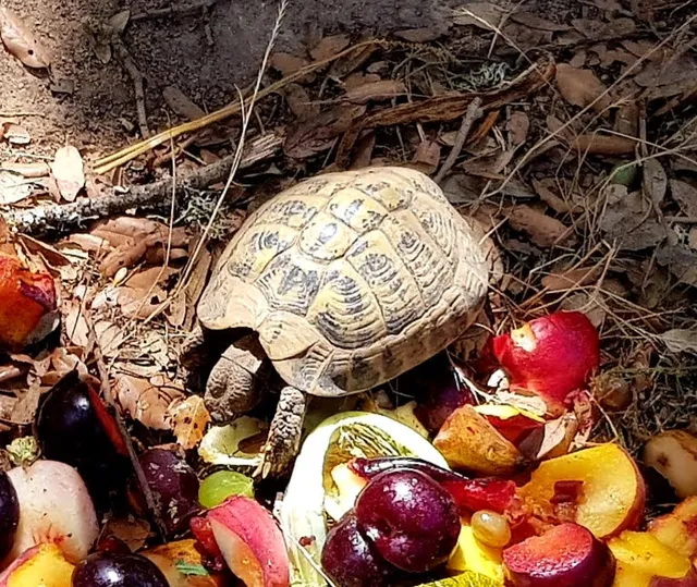 Village des tortues de Moltifao