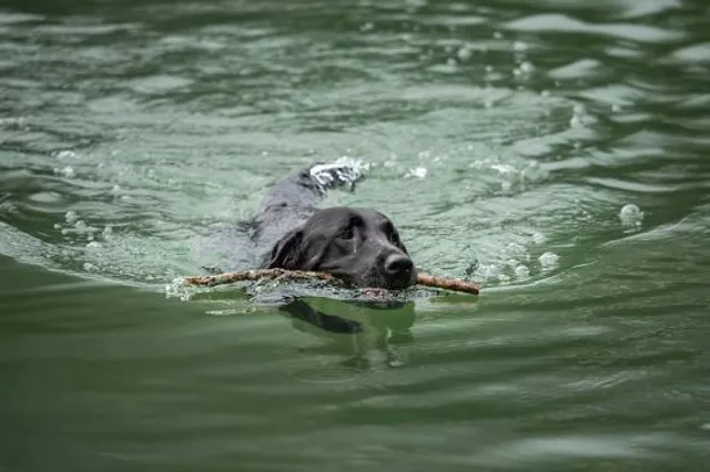 Mary Warner Mack Dog Park