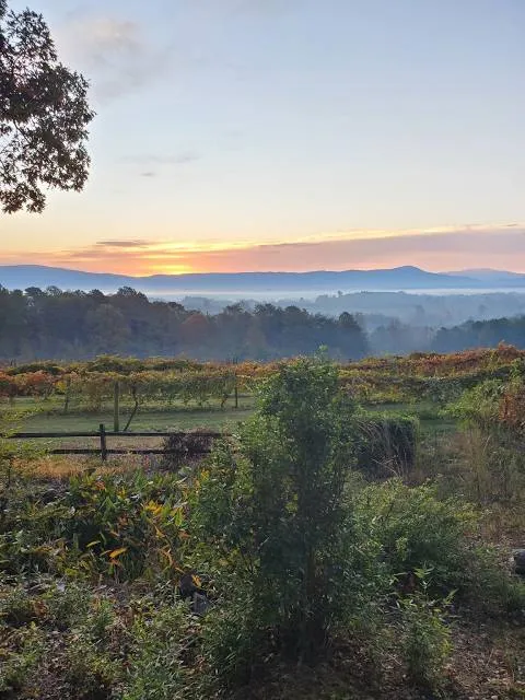 Mountain View Vineyard, Winery, Brewery & Distillery