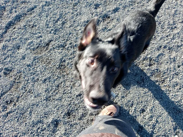 Luuwit View Dog Park