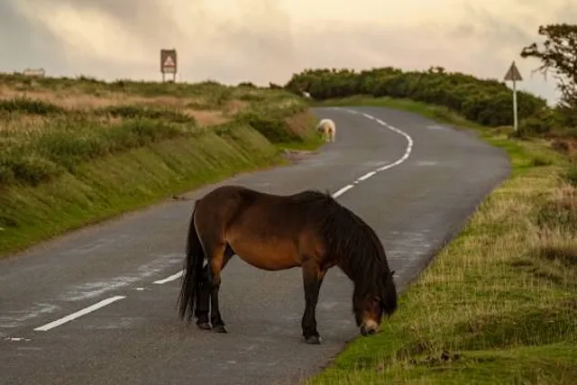 Cavaleriemuseum 🪖