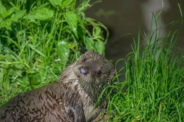 UnterWasserReich Naturpark Hochmoor Schrems - Top-Ausflugsziel in Niederösterreich