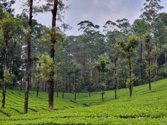 Tea Estate Garden