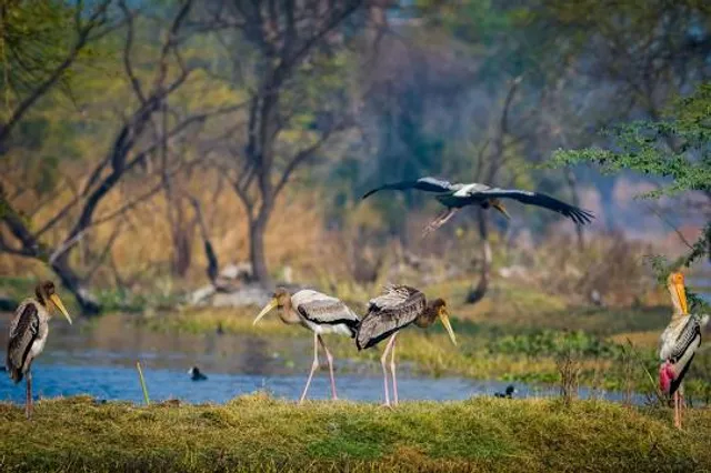 Keoladeo National Park, Rajasthan