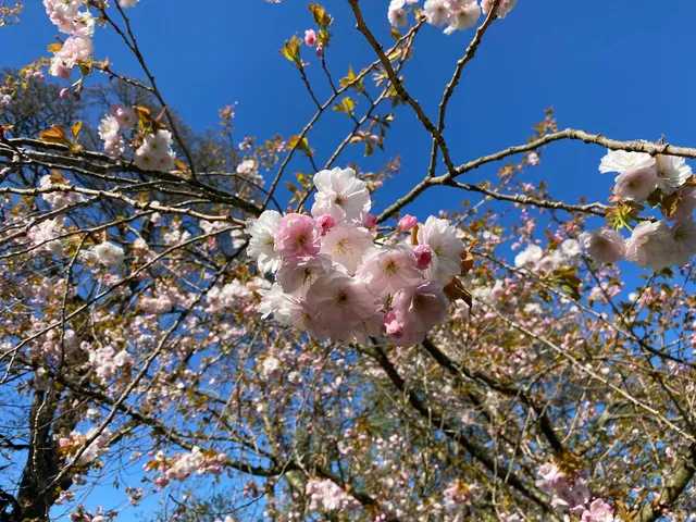 Edinburgh-Kyoto Friendship Garden