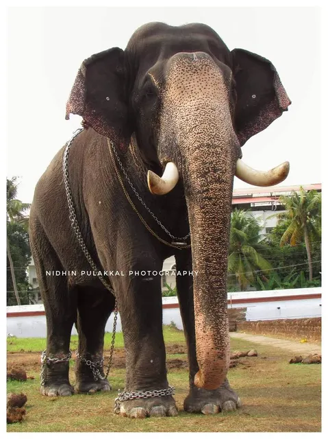 Cherpulassery Ayyapan Kavu