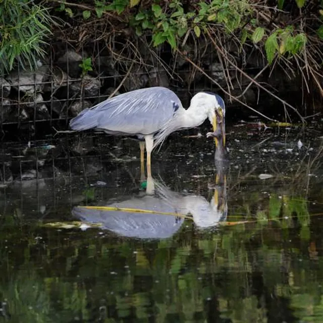Swallows Leisure Centre