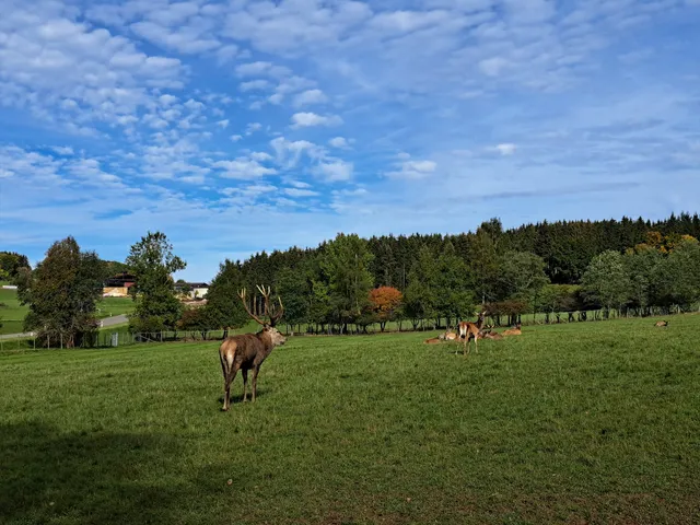 Wildgehege Meßstetten