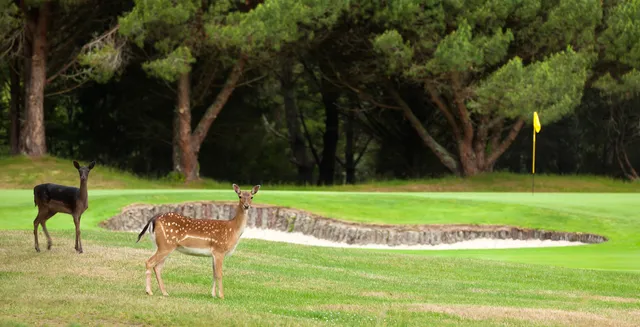 Wairakei Golf + Sanctuary