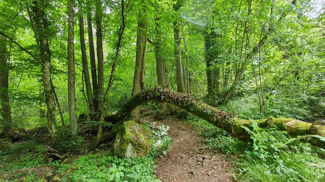 Wilder Sasbach Wanderweg