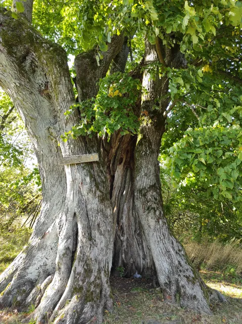 Hexenlinde Klings (Touringen Stempel 23)