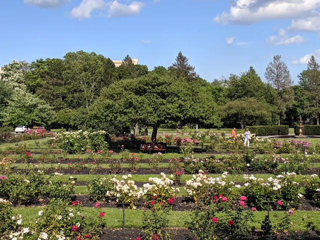 Maplewood Rose Garden