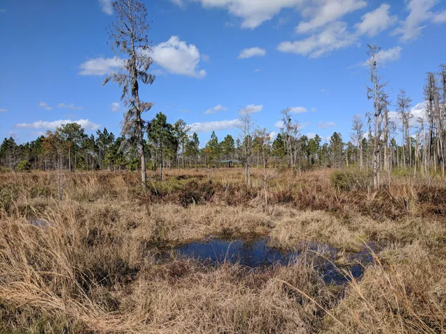 Shingle Creek Trail: Pine Island East Loop
