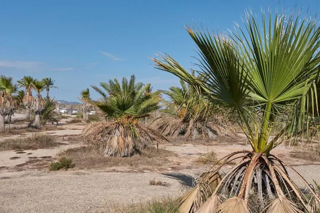 Plage de Sidi Mahrez