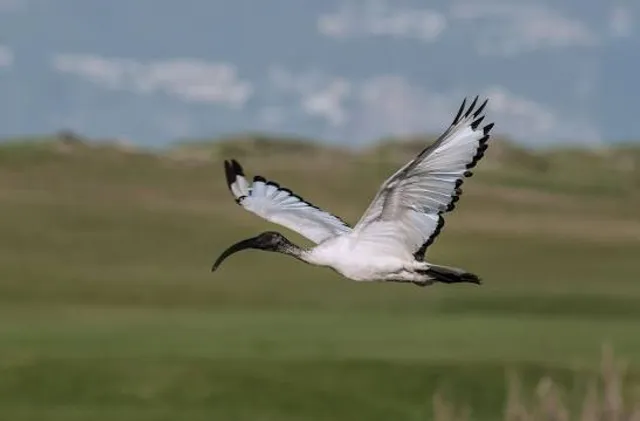 Rietvlei Wetland Reserve