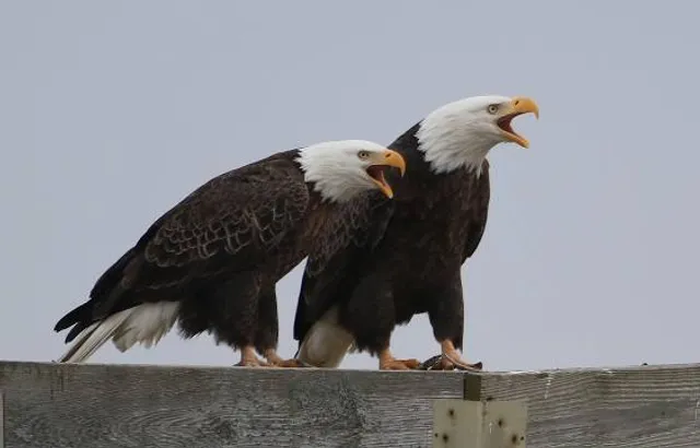 Southwest Florida Eagle Cam