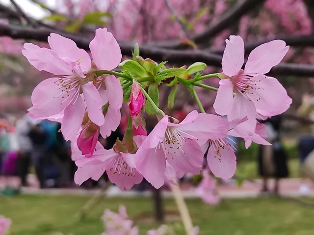 HKIA Cherry Blossom Garden