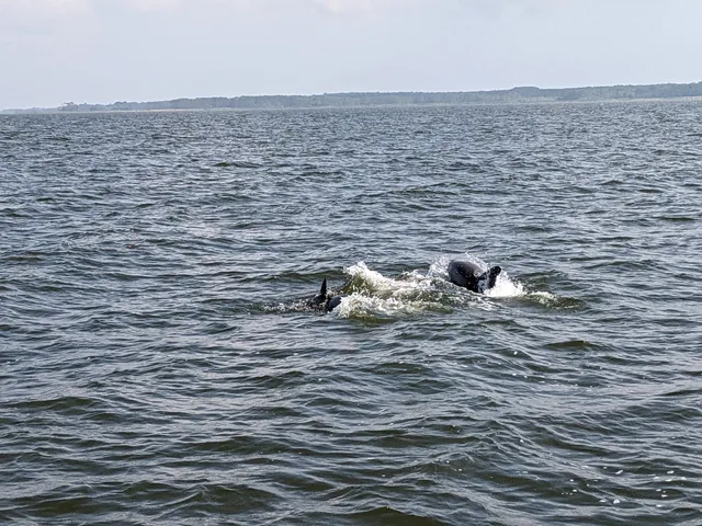 Nags Head Dolphin Watch