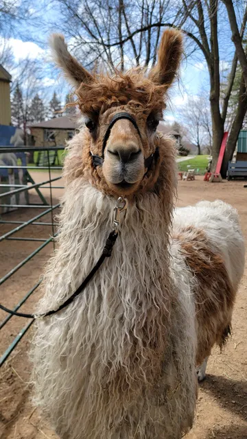 Carlson's Llovable Llamas