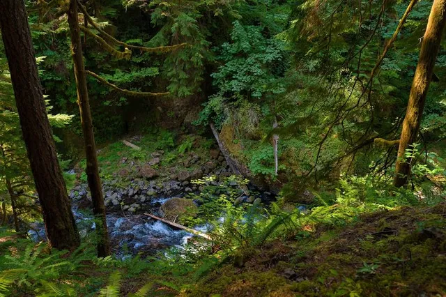 Tanner Creek Fishway