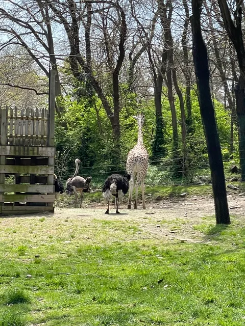 Snow Leopards, Bronx zoo