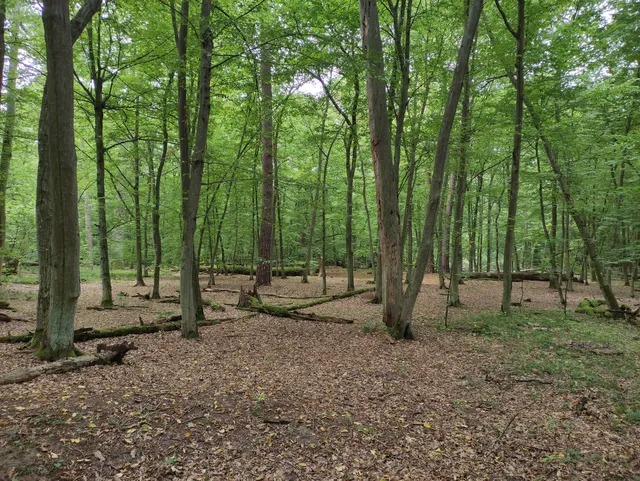 Rezerwat Przyrody Las Piwnicki