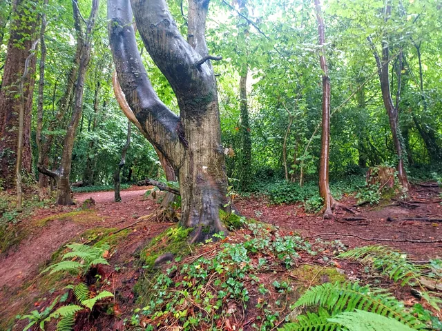 Ballybrack Woods (Mangala)