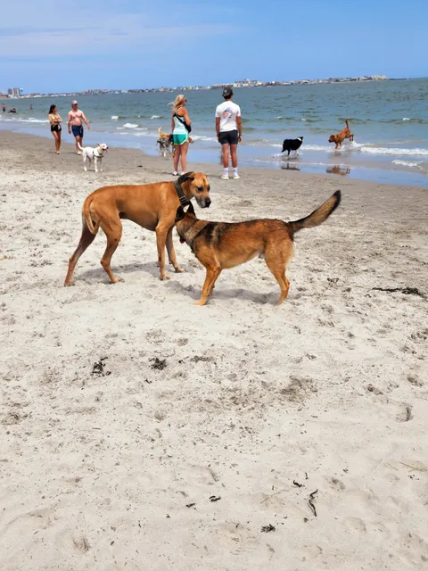 Malibu Dog Beach Lily