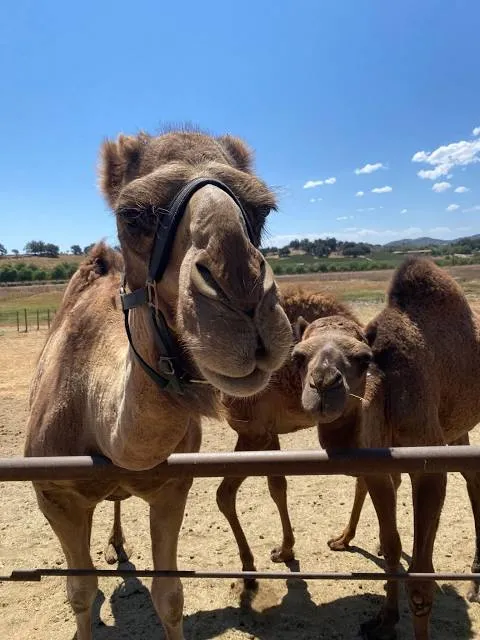 Oasis Camel Dairy