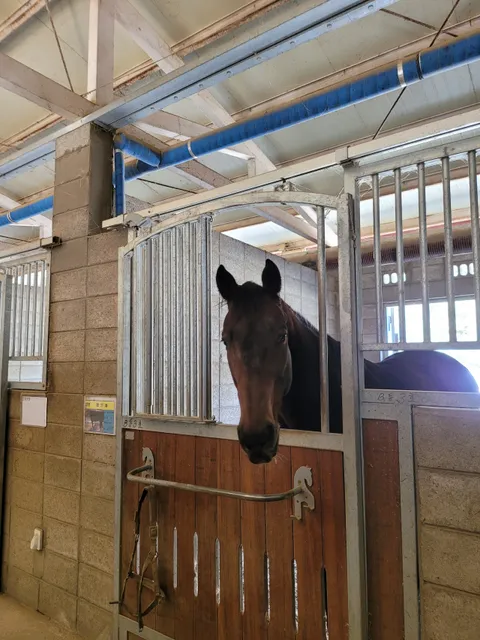 Haman Horse Riding Park